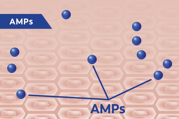 AMPs