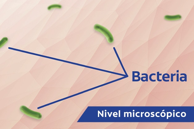 Bacterias. Nivel microscópico.