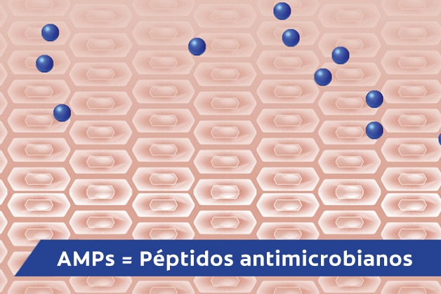 AMPs = Péptidos antimicrobianos.