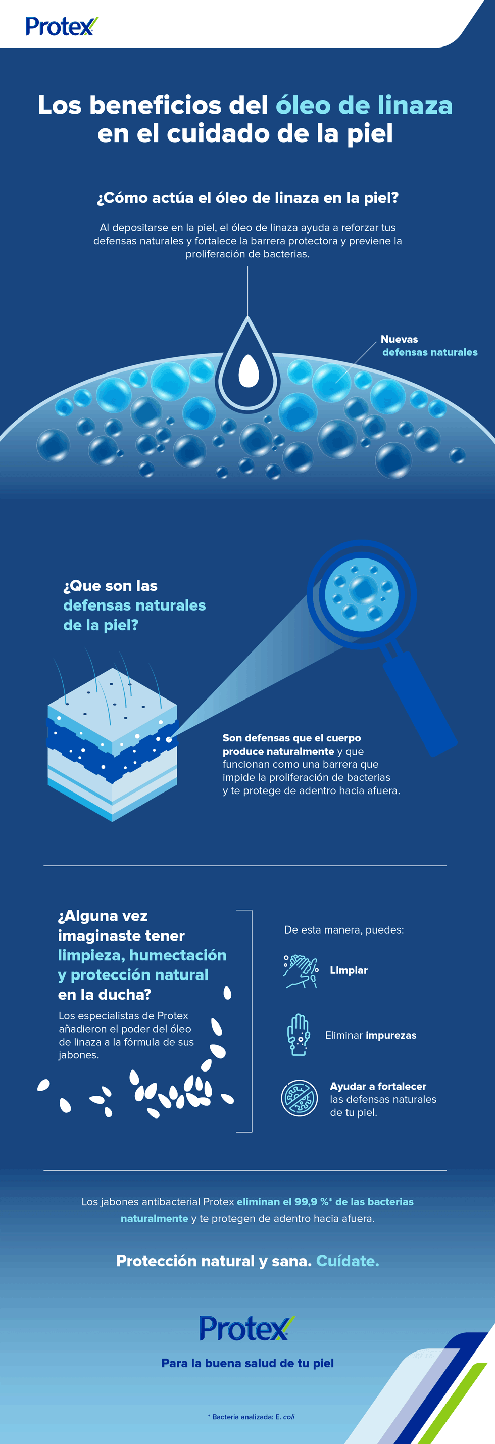 Protección natural de la piel contra las bacterias Protección natural de la piel contra las bacterias